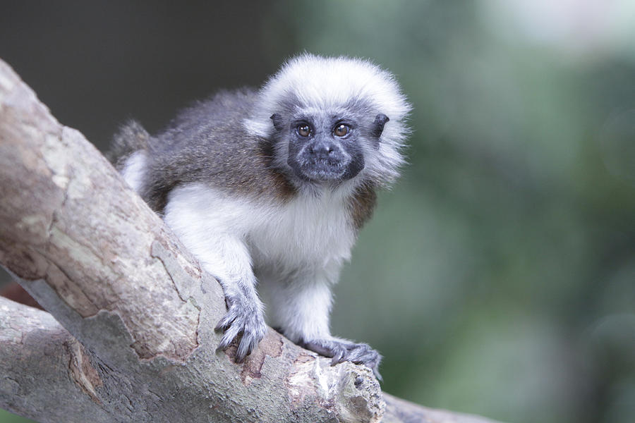 Wildlife Photograph - Cotton Top Tamarin  by Shoal Hollingsworth