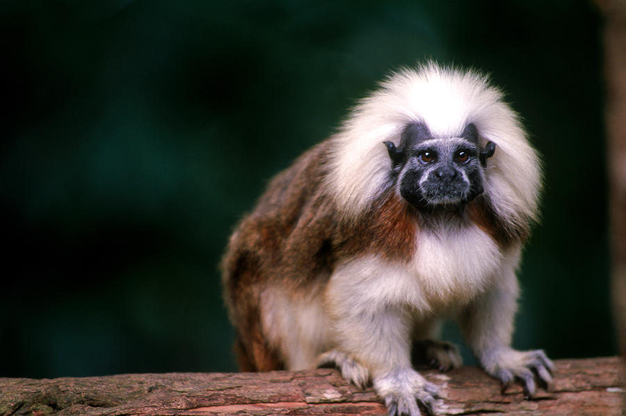 Cotton-top Tamarin Photograph by Thomas And Pat Leeson