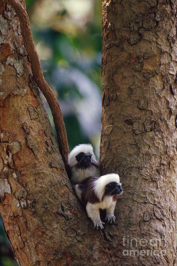 Cotton-top Tamarins Photograph by Art Wolfe