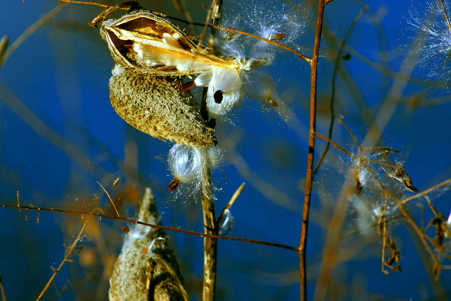 Cotton weed Photograph by Andy Lawless