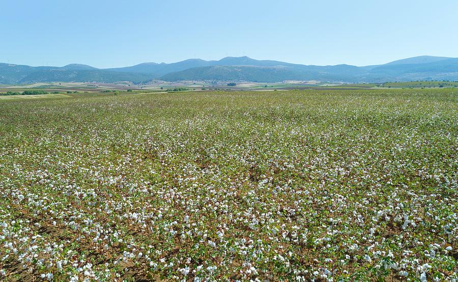 Cottonfield Photograph by David Parker/science Photo Library