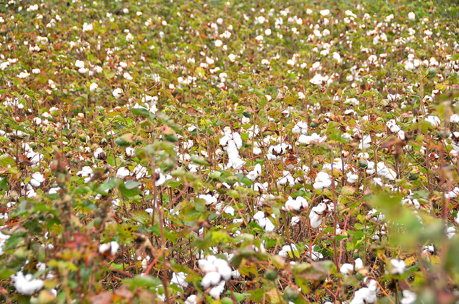Cotton Field Photograph - Cottonfield by Paul Van Baardwijk
