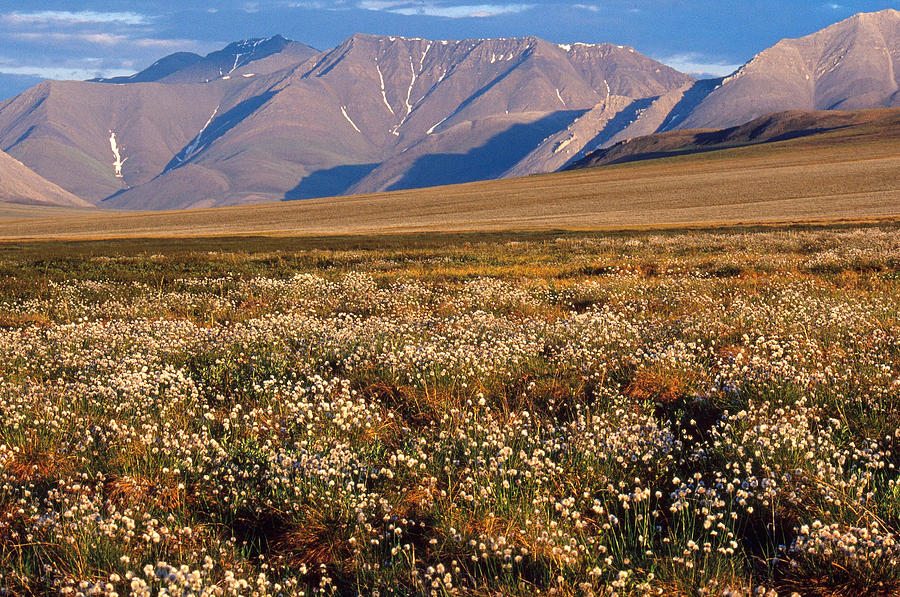 Cottongrass, Arctic Nwr, Alaska Photograph by Thomas And Pat Leeson