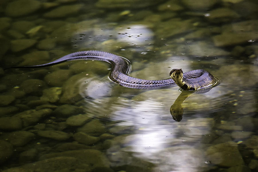 Cottonmouth in Filtered Light Photograph by Michael Dougherty