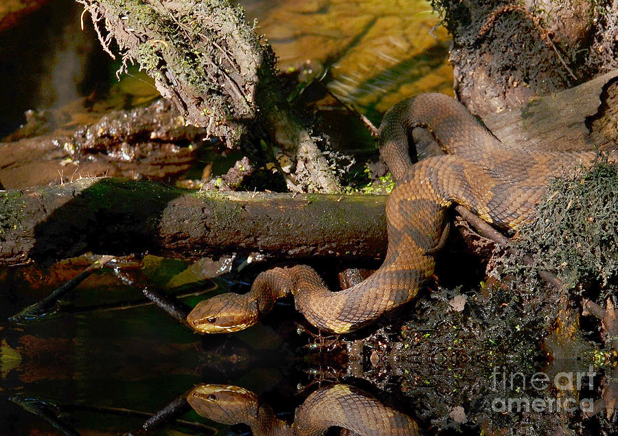 Cottonmouth In The Cypress Swamps Photograph by Kathy Baccari