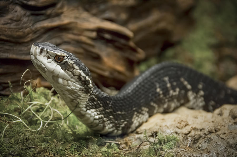 Cottonmouth or Water Moccasin Photograph by Penny Lisowski