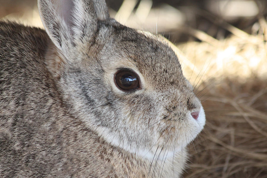 Cottontail Close-Up Photograph by Shane Bechler