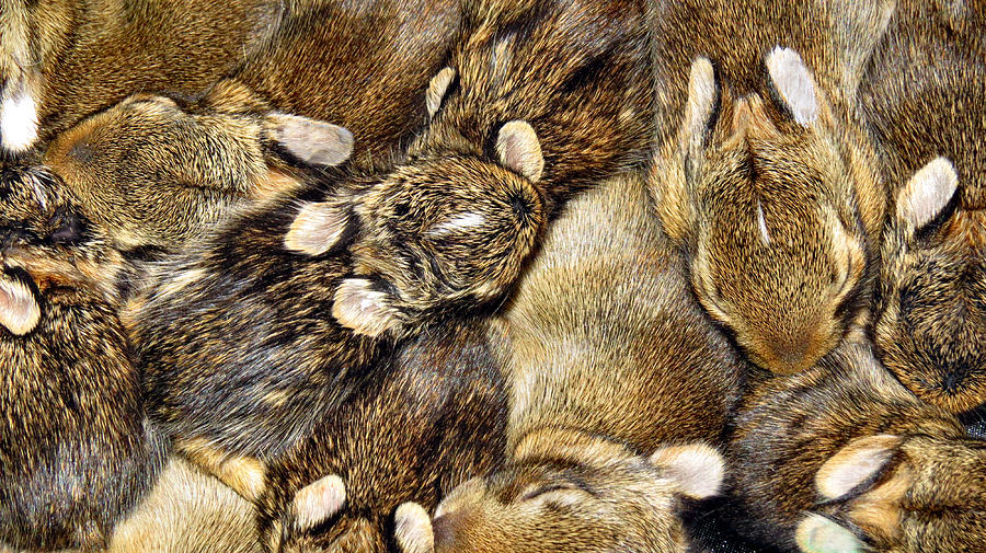 Cottontail Collage Photograph by Art Dingo