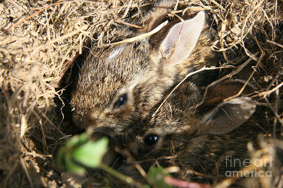 Cottontail Kits Photograph by Neal Eslinger