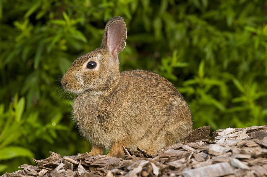 Cottontail Rabbit Connecticut Photograph by Steve Gettle