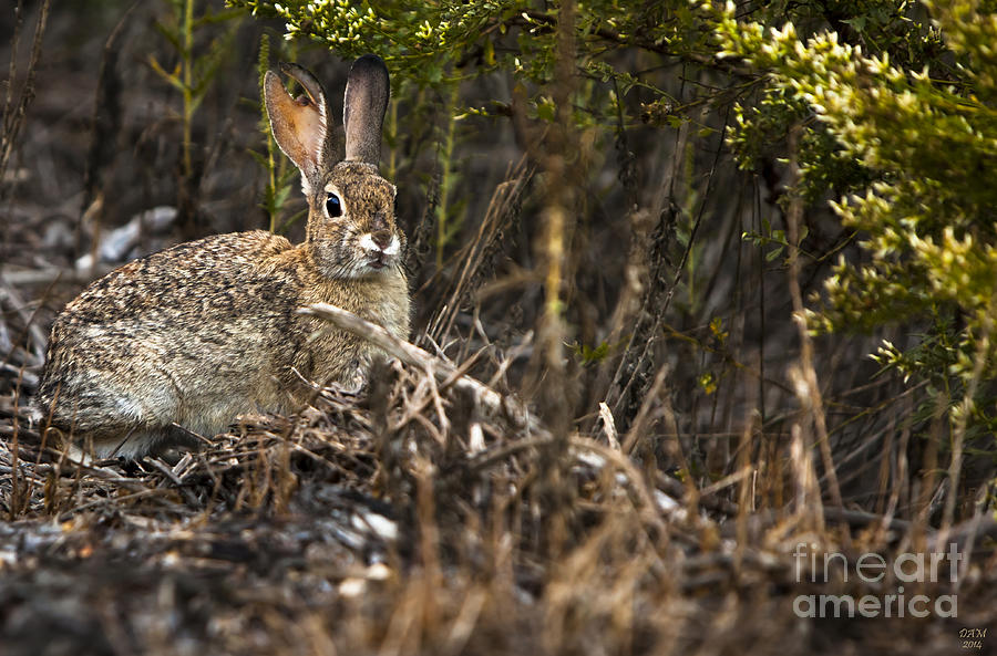 Rabbit Photograph - Cottontail Rabbit Ears up  by David Millenheft