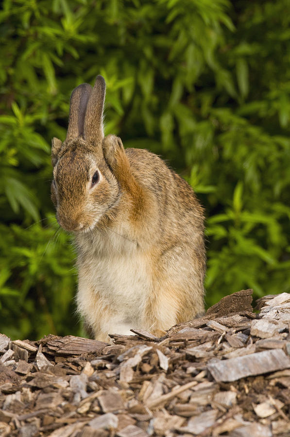 Cottontail Rabbit Grooming Photograph by Steve Gettle