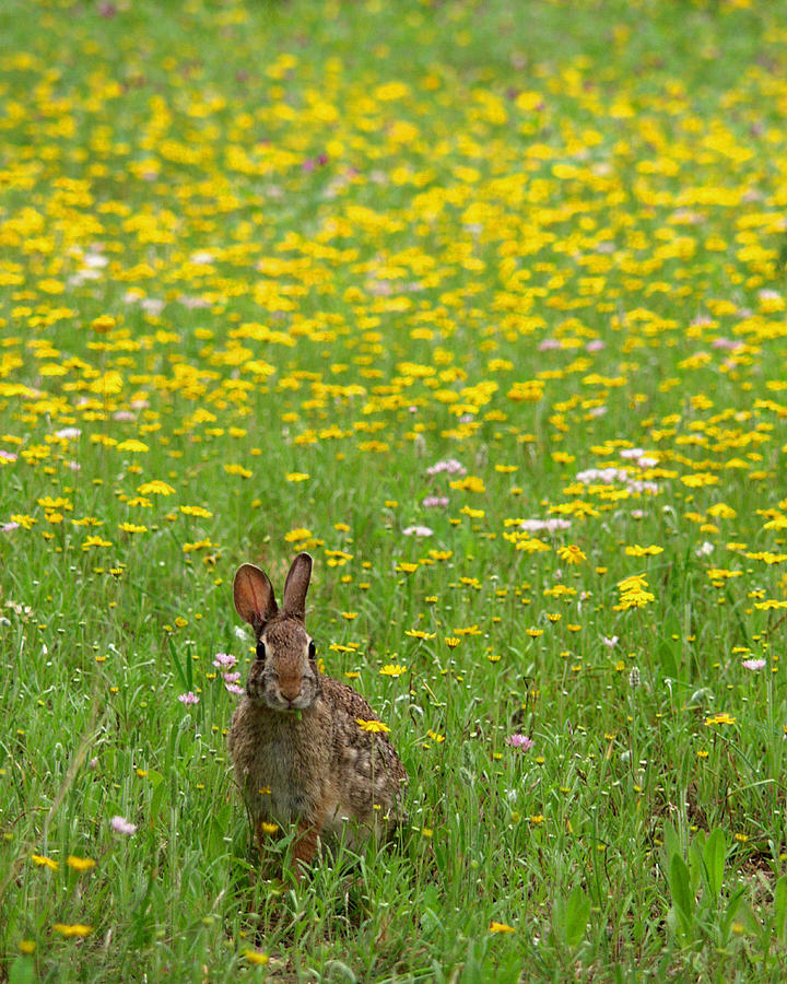 Cottontail Rabbit Photograph by Mark Langford