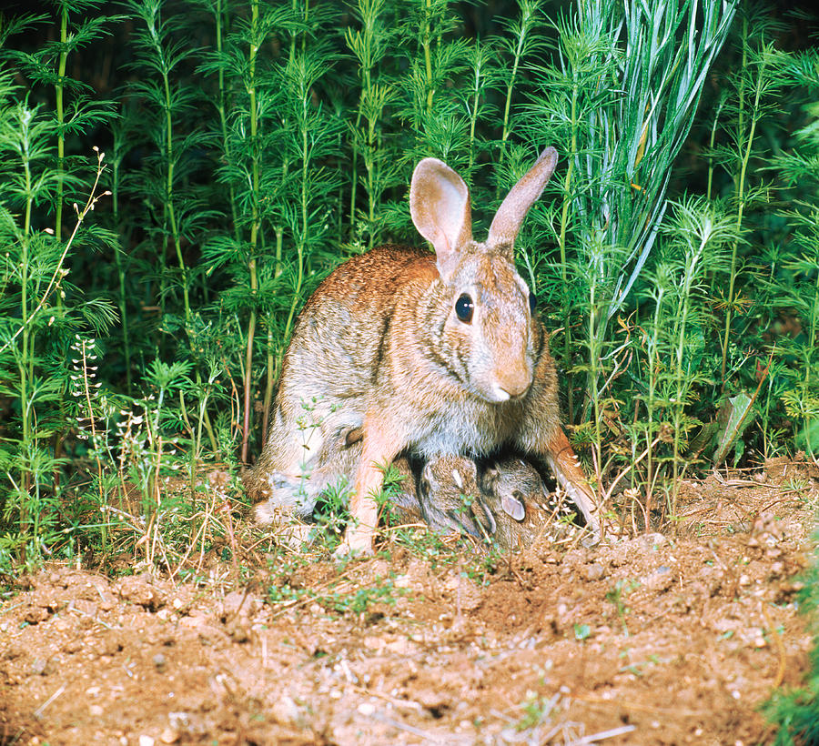 Cottontail Rabbit Nursing Young Photograph by G Ronald Austing Fine