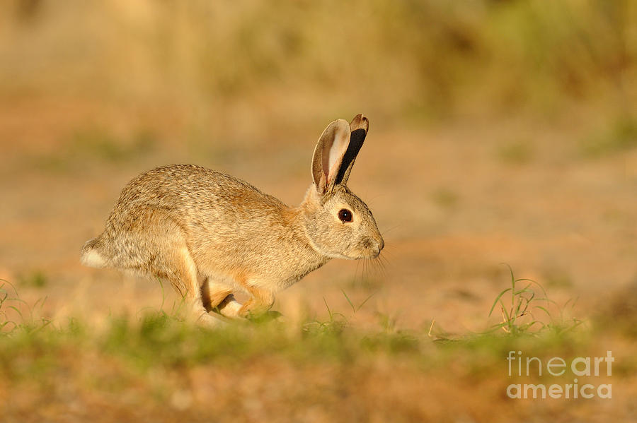 Rabbit Photograph - Cottontail Rabbit by Scott Linstead
