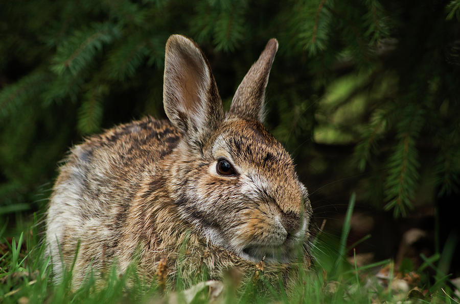Cottontail Rabbit  Sylvilagus Photograph by Steeve Marcoux