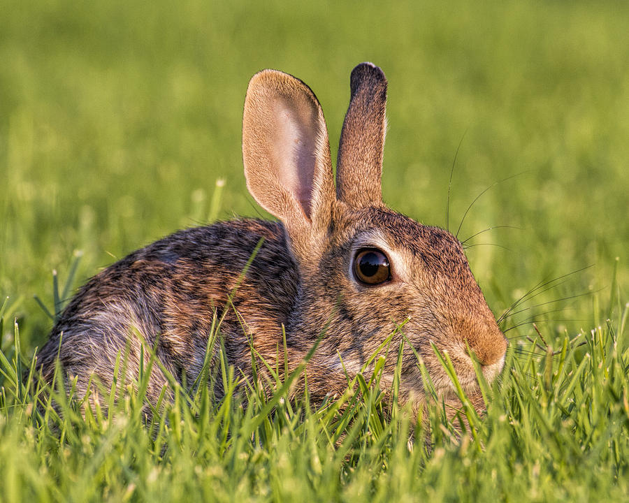 Cottontail Photograph by Rob Graham