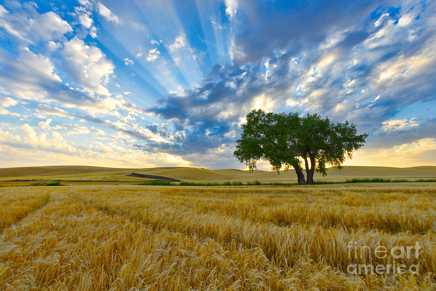 Sunset Photograph - Cottonwood 2 by Don Hall