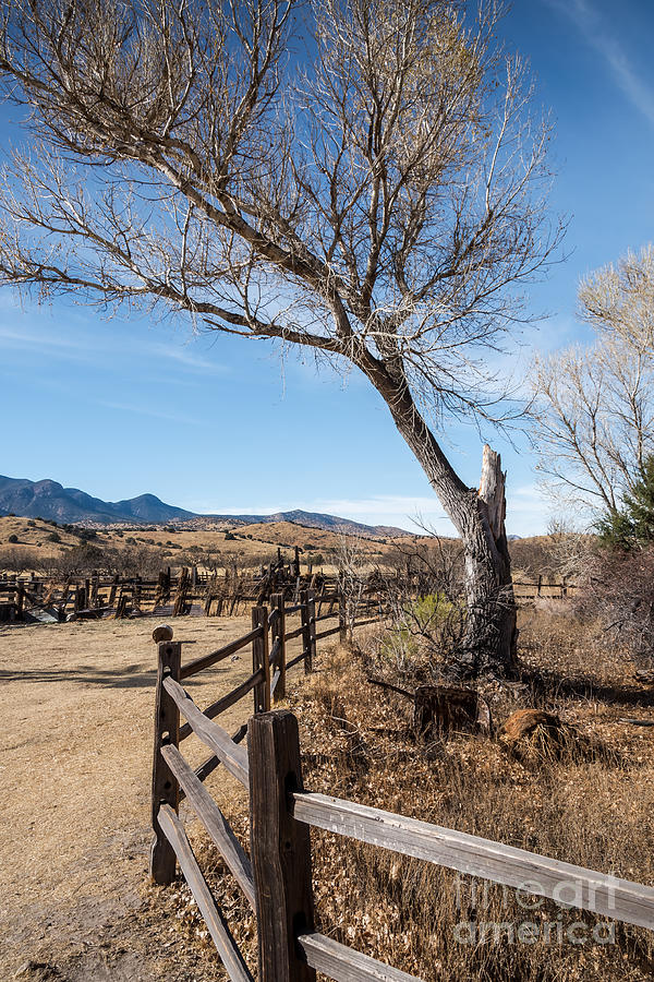 Cottonwood And Fence Photograph