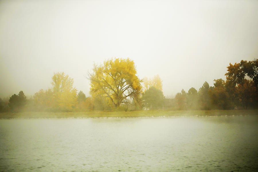 Cottonwood and Mist Photograph by Marilyn Hunt
