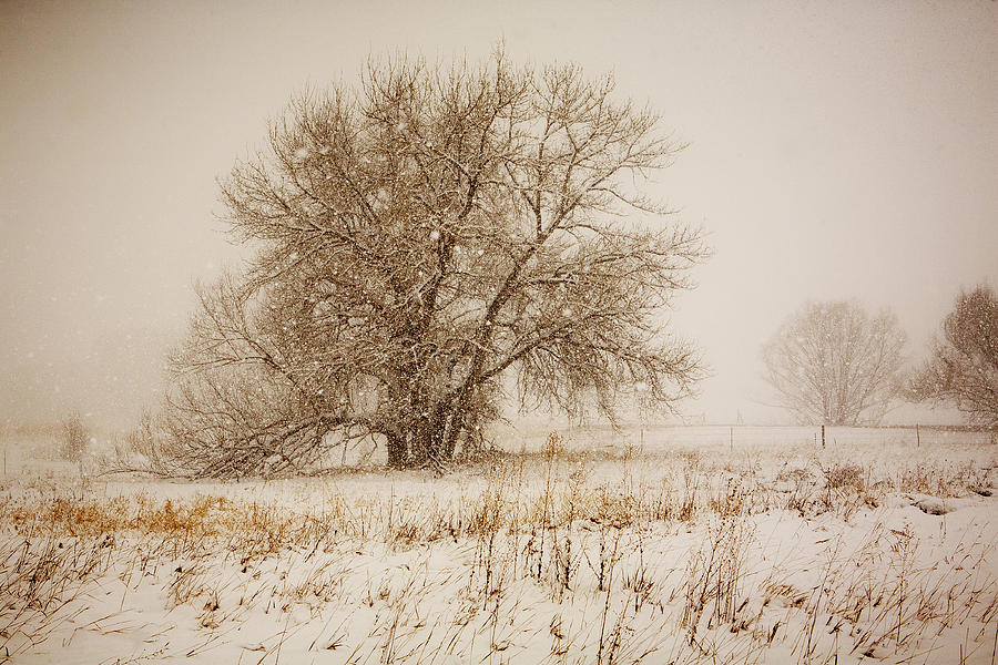 Cottonwood and Snow Photograph by Marilyn Hunt