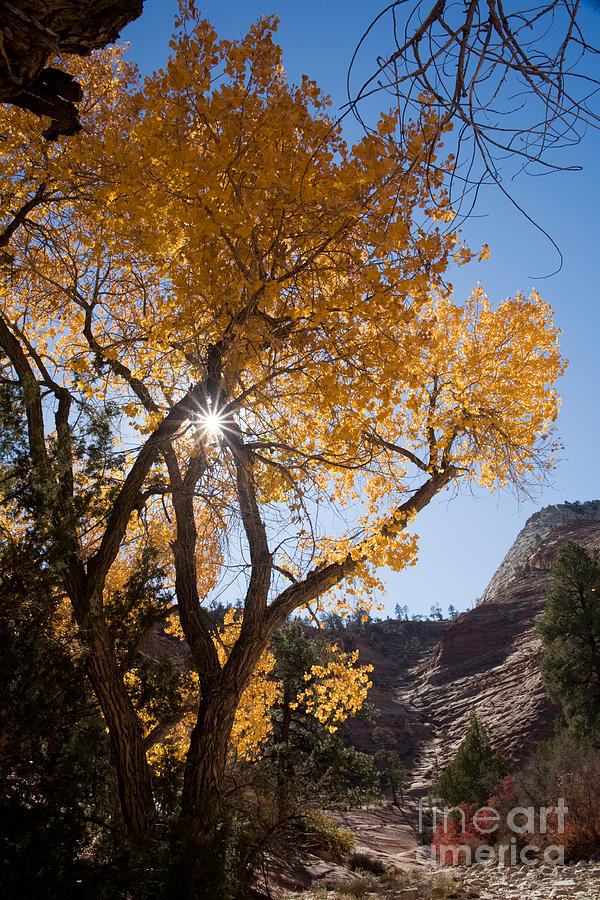 Cottonwood and Sunstar Photograph by Fred Stearns