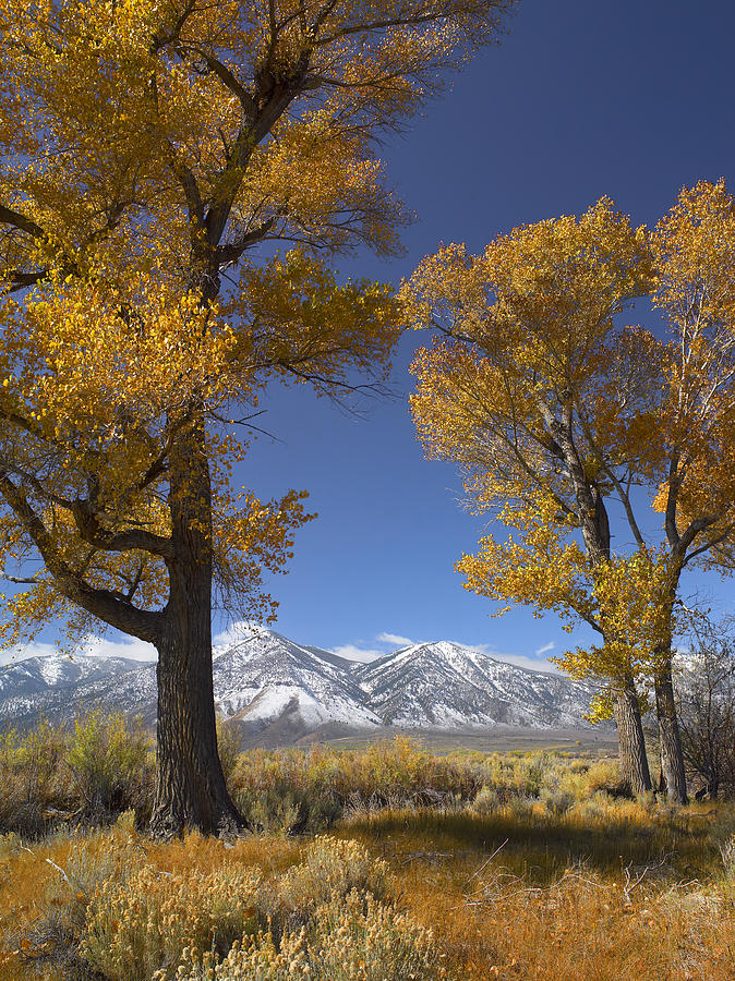 Cottonwood And The Carson Range Nevada Photograph by Tim Fitzharris