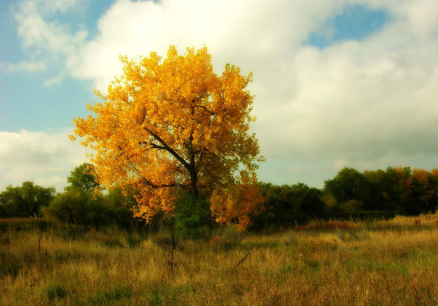 Cottonwood Candy Photograph by Susan Robertson - Pixels