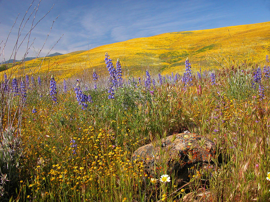 Cottonwood Canyon Flowers Photograph by Lynn Bauer | Fine Art America