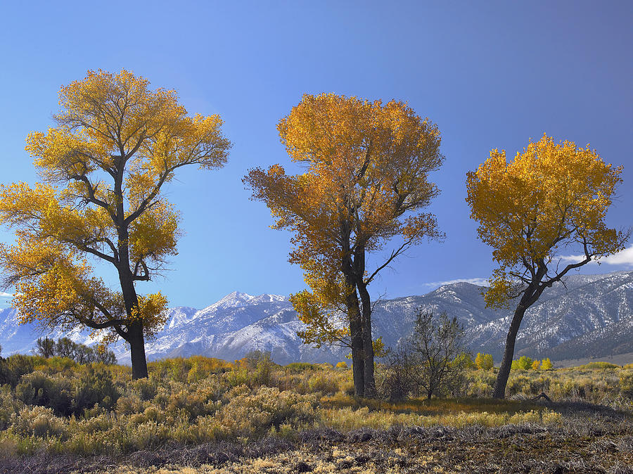 Cottonwood Fall Foliage Carson Valley Photograph by Tim Fitzharris