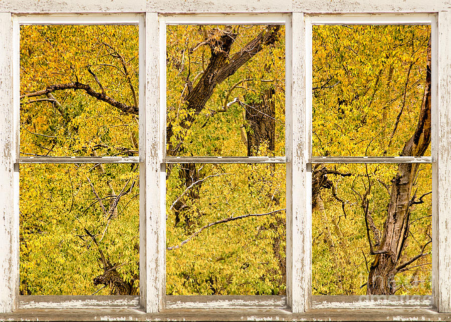 Cottonwood Fall Foliage Colors Rustic Farm Window View Photograph by James BO Insogna