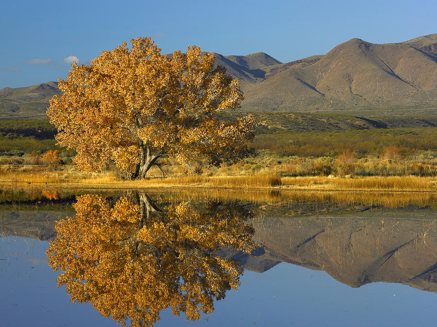 Cottonwood Fall Foliage With Magdalena Photograph by Tim Fitzharris