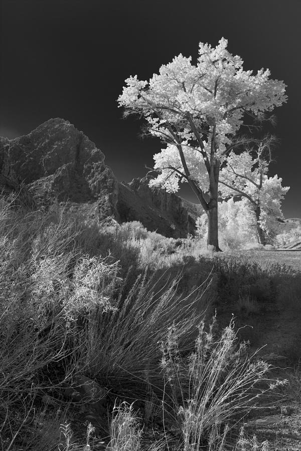 Cottonwood in Mono Photograph by Jim Snyder