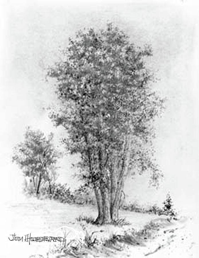 Cottonwood Drawing by Jim Hubbard