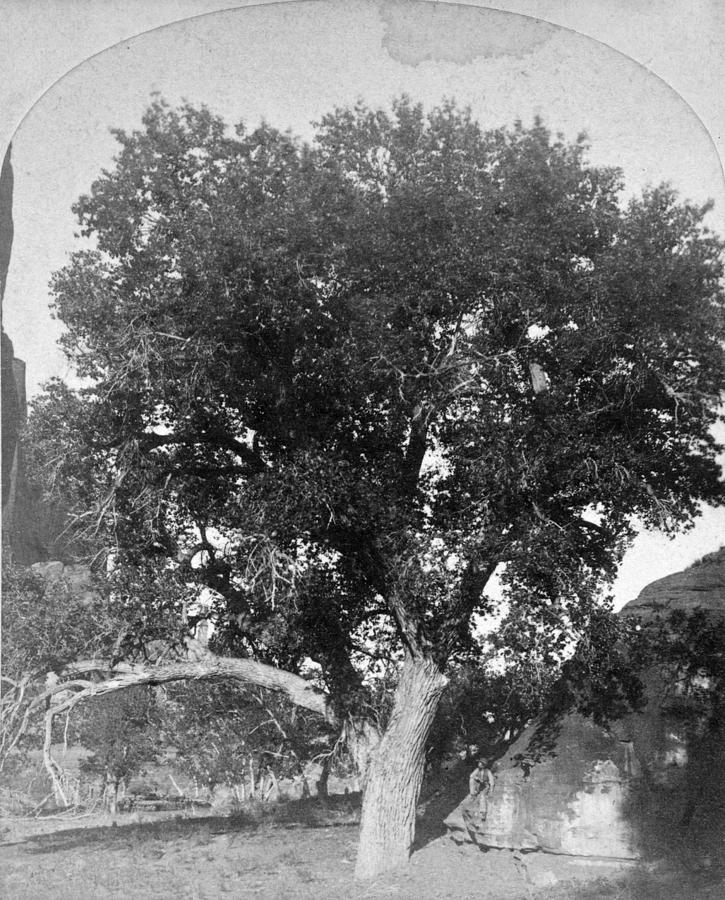 Cottonwood Tree, 1873 Photograph By Granger - Fine Art America