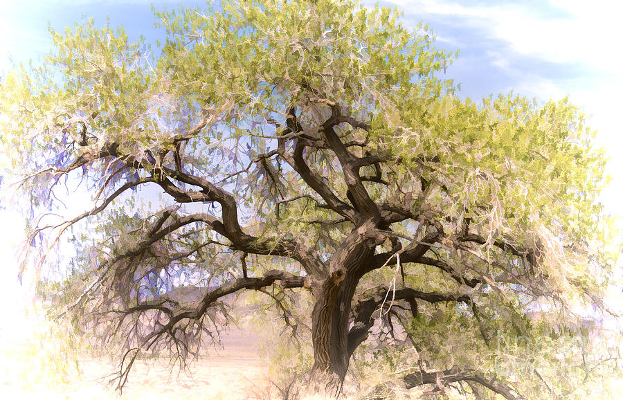 Cottonwood Tree Digital Painting Photograph by Dianne Phelps