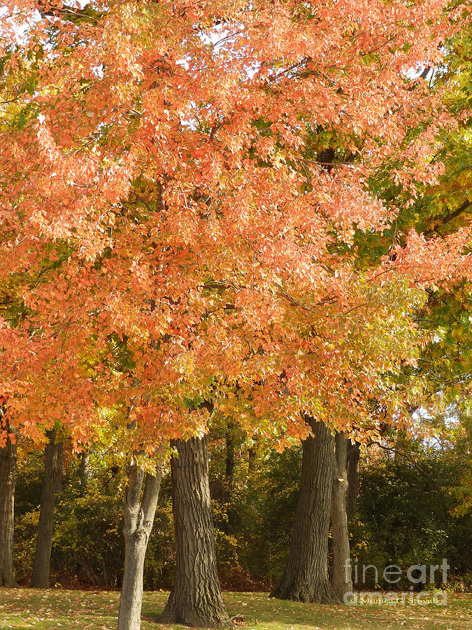 Cottonwood Tree Fall Colors - M Landscapes Fall Collection No. LF11 Photograph by Monica C Stovall