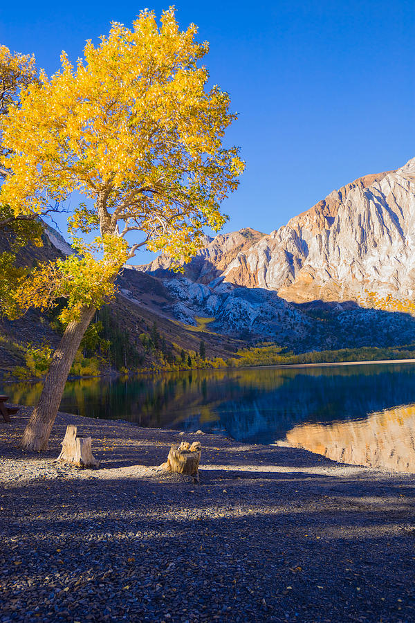 Cottonwood Tree Foliage Photograph by Michelle Choi