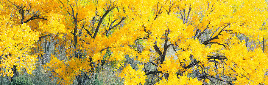 Cottonwood Tree In A Forest, El Rito Photograph by Panoramic Images Cottonwood Tree In A Forest, El Rito Photograph by Panoramic Images