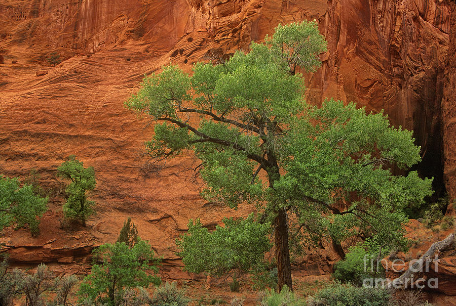 Cottonwood Tree In Long Canyon Along The Burr Trail Utah Photograph by Dave Welling