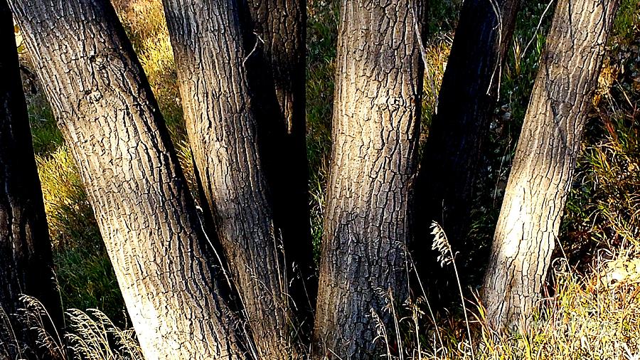 Tree Photograph - Cottonwood Tree Trunks by Carole  Martinez