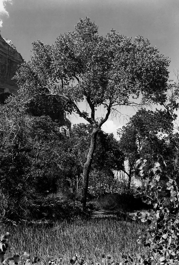 Cottonwood Treem Zion Canyon, Utah. 1929 Photograph by Everett Cottonwood Treem Zion Canyon, Utah. 1929 Photograph by Everett