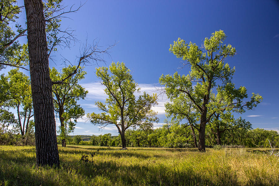 Cottonwood Trees 2 Photograph by Chad Rowe Fine Art America