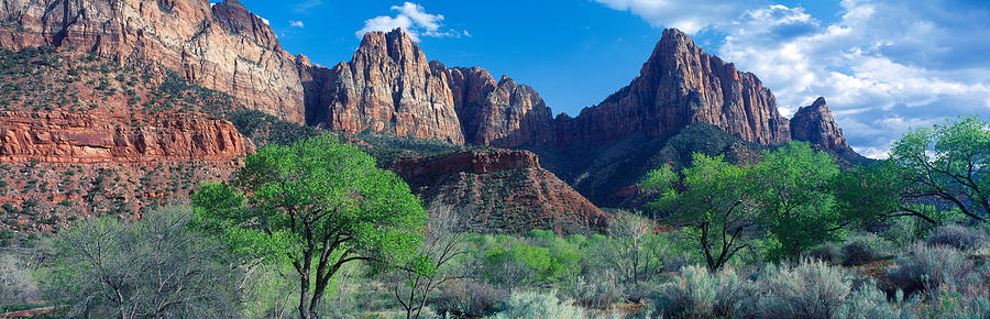 Zion National Park Photograph - Cottonwood Trees And The Watchman, Zion by Panoramic Images
