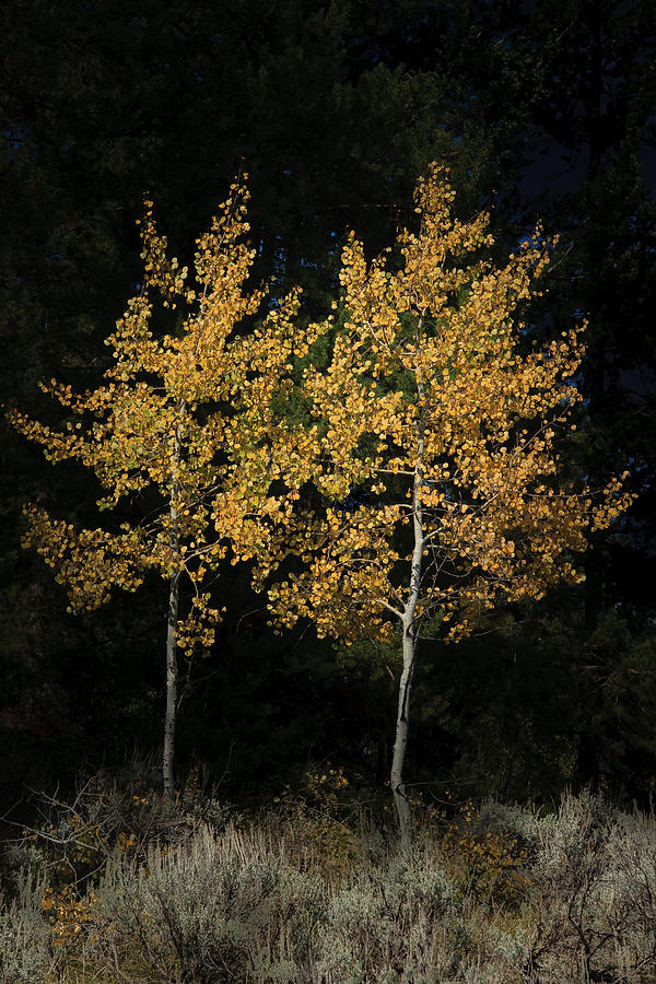 Cottonwood Trees in Yellowstone Photograph by Roger Mullenhour
