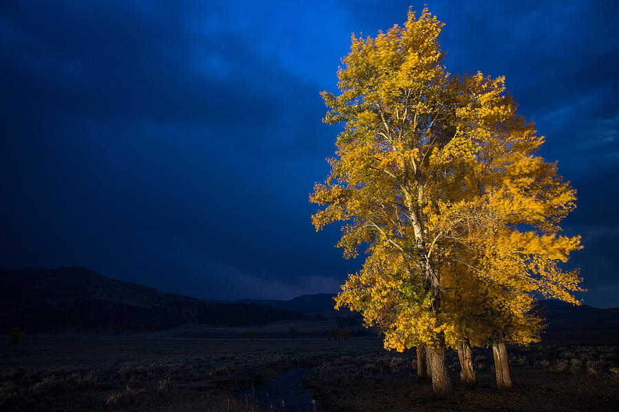 Yellowstone National Park Photograph - Cottonwoods on a Stormy Night by Max Waugh