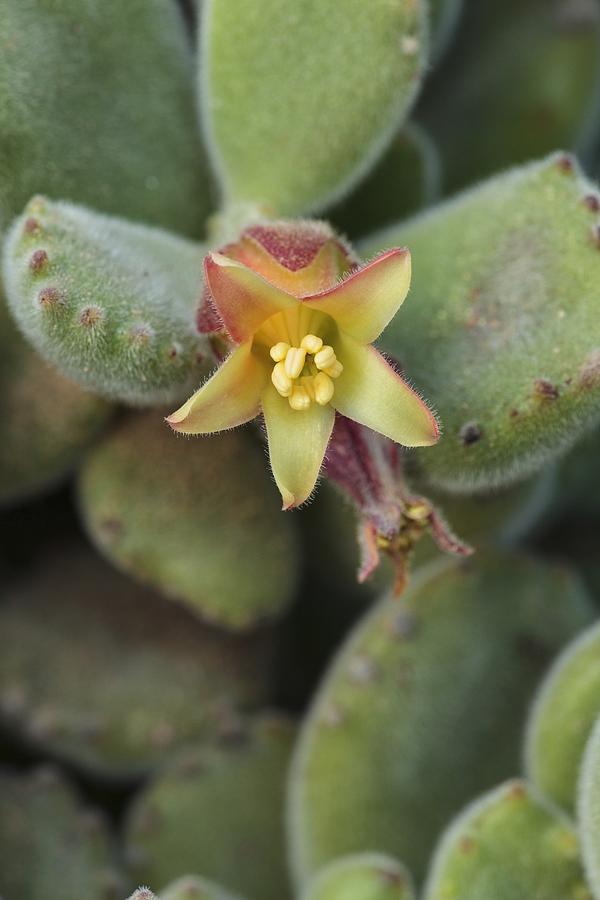 Flowers Still Life Photograph - Cotyledon tomentosa ssp. ladysmithiensis by Science Photo Library