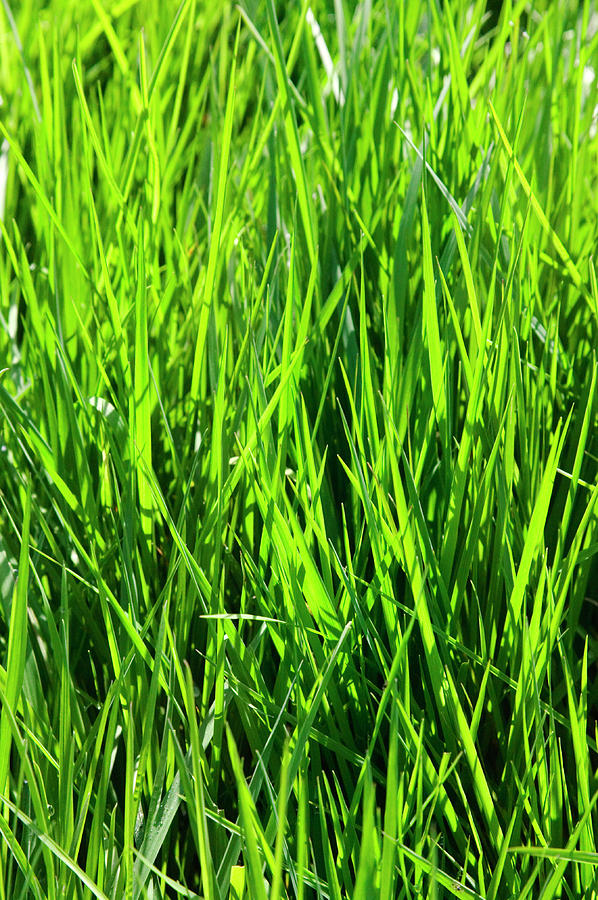 Couch Grass Photograph by Gustoimages/science Photo Library