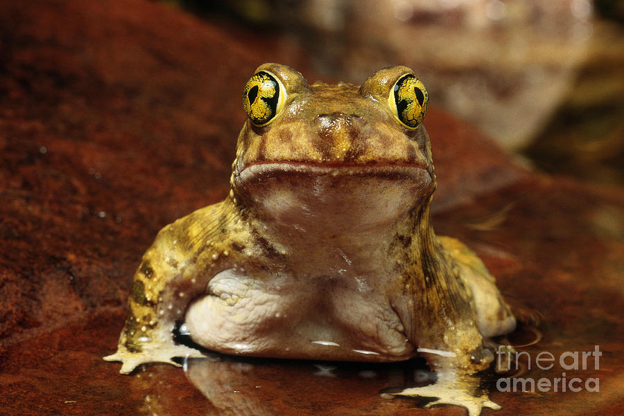 Couchs Spadefoot Toad Photograph by C K Lorenz