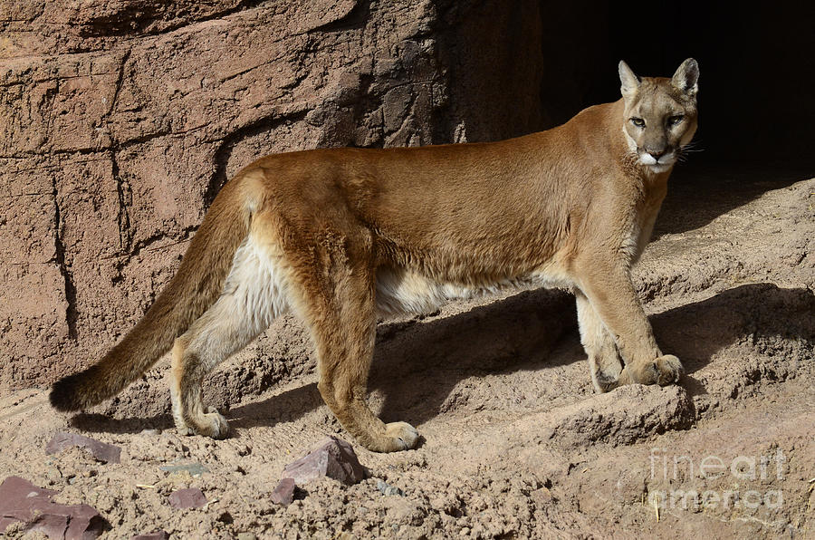 Cougar aka Mountain Lion Photograph by Bob Christopher